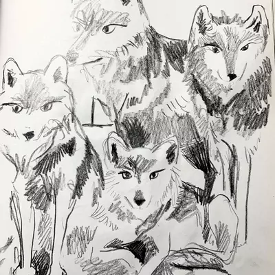 a pencil illusytration of a group of Mexican wolves 